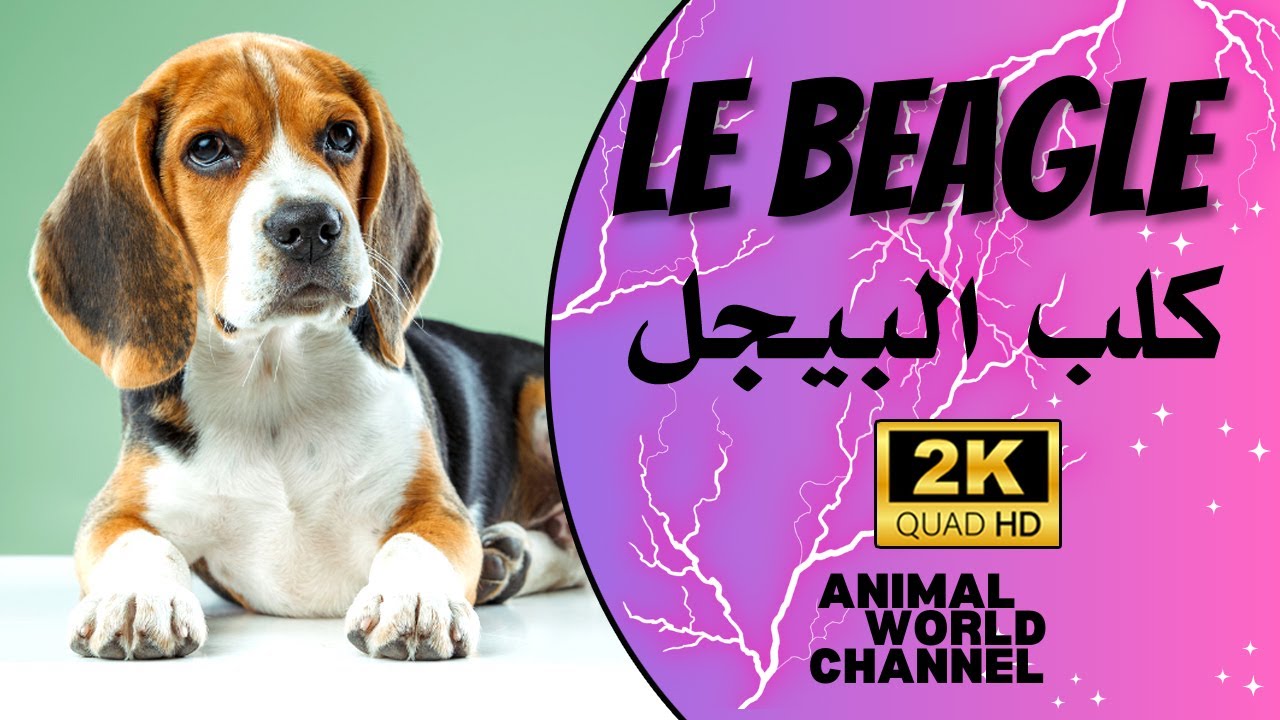 Les Beagles : Un aboiement mélodieux et une personnalité vive.