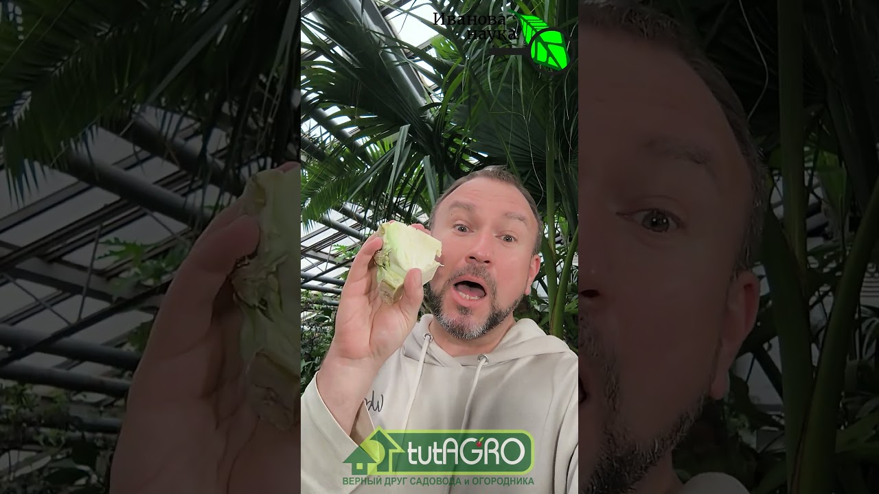Никогда не выбрасывайте КОЧЕРЫЖКИ! 🥬 Секретное оружие садовода. Секрет урожая - в кочерыжке!