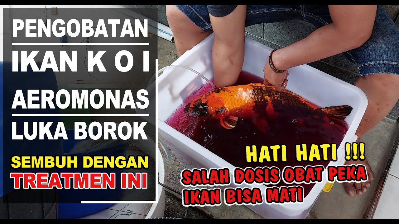CARA MENGOBATI IKAN KOI JAMURAN DAN LUKA BOROK‼️Treatmen Menggunakan Dua Obat‼️