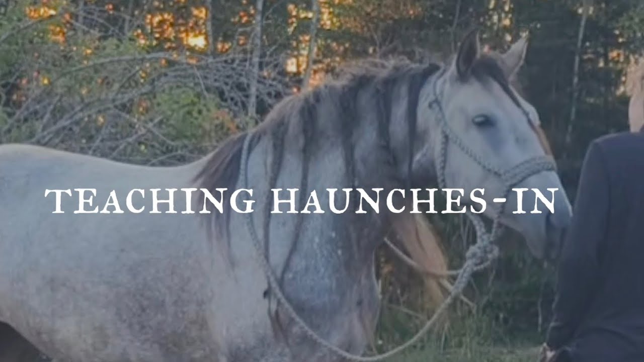 How to teach your horse haunches-in/travers in hand 