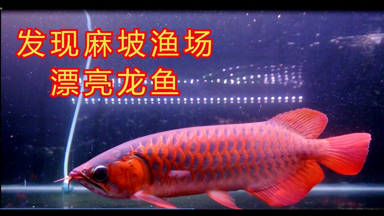 发现麻坡渔场漂亮龙鱼