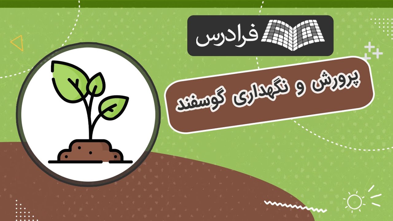 آموزش پرورش و نگهداری گوسفند