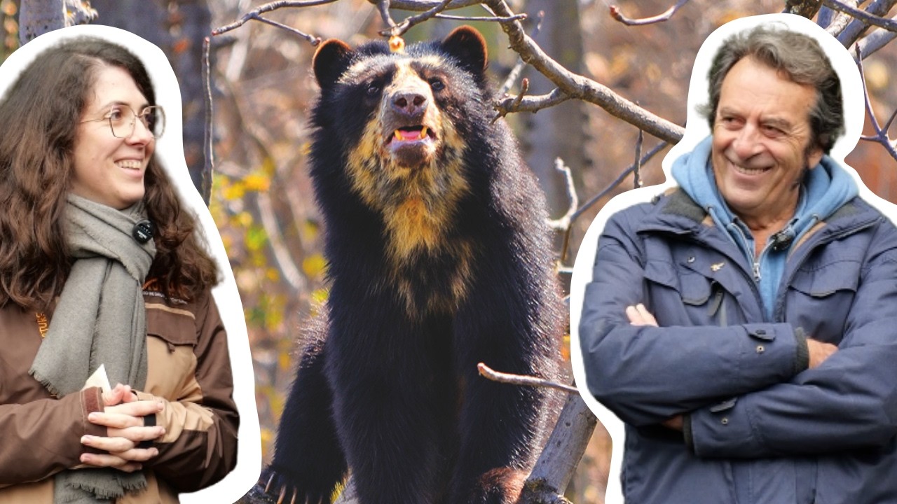 Comment le Bioparc a participé à la sauvegarde de ces ours ?