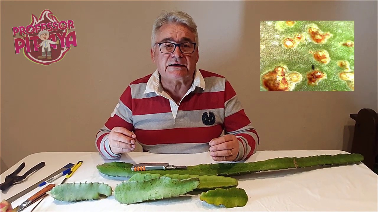 14 ) - Danos da Cochonilha na Pitaya