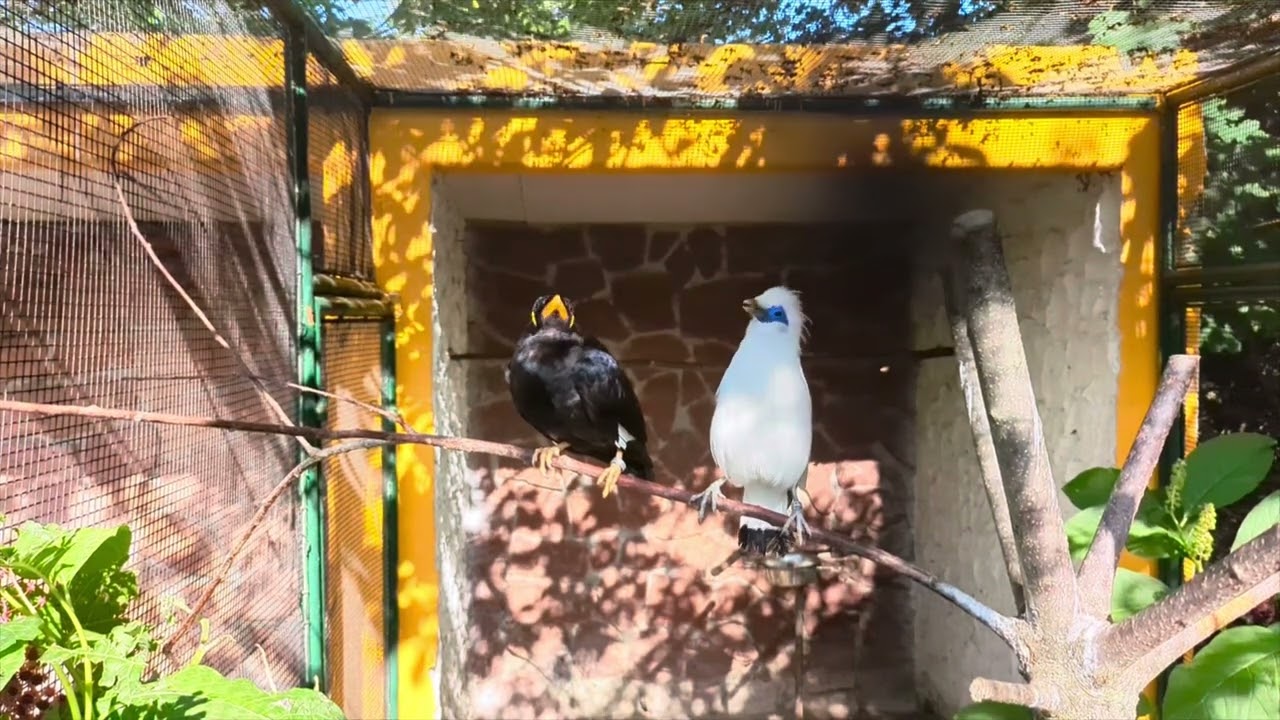 Vogelpark Bobenheim- Roxheim