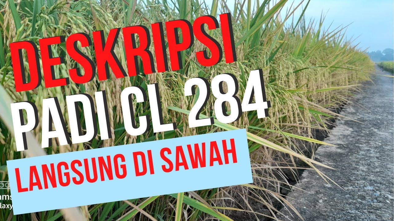 Padi CL 284 Siap Untuk Panen, Review Bulir Padi Mulai Menguning Sampai ke pangkal