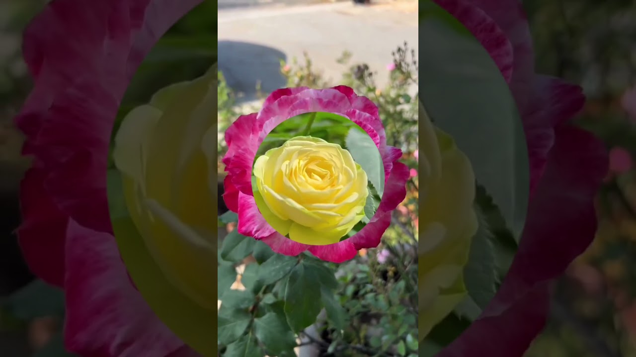 Different types of roses #rose #nature #gardening