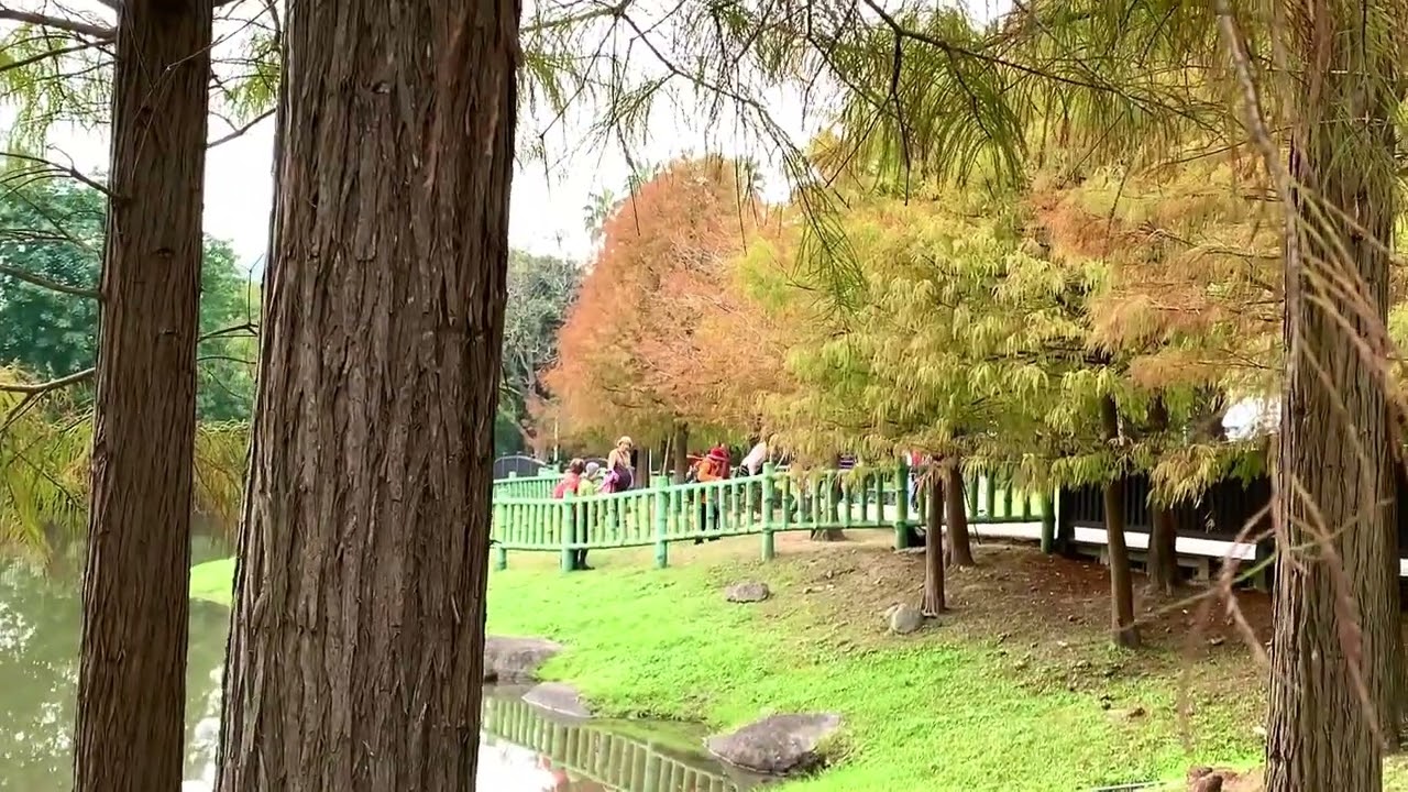 原住民主題公園·湖畔落羽松￼｜水鏡倒映藍天，悠閑漫步落羽松廊道…