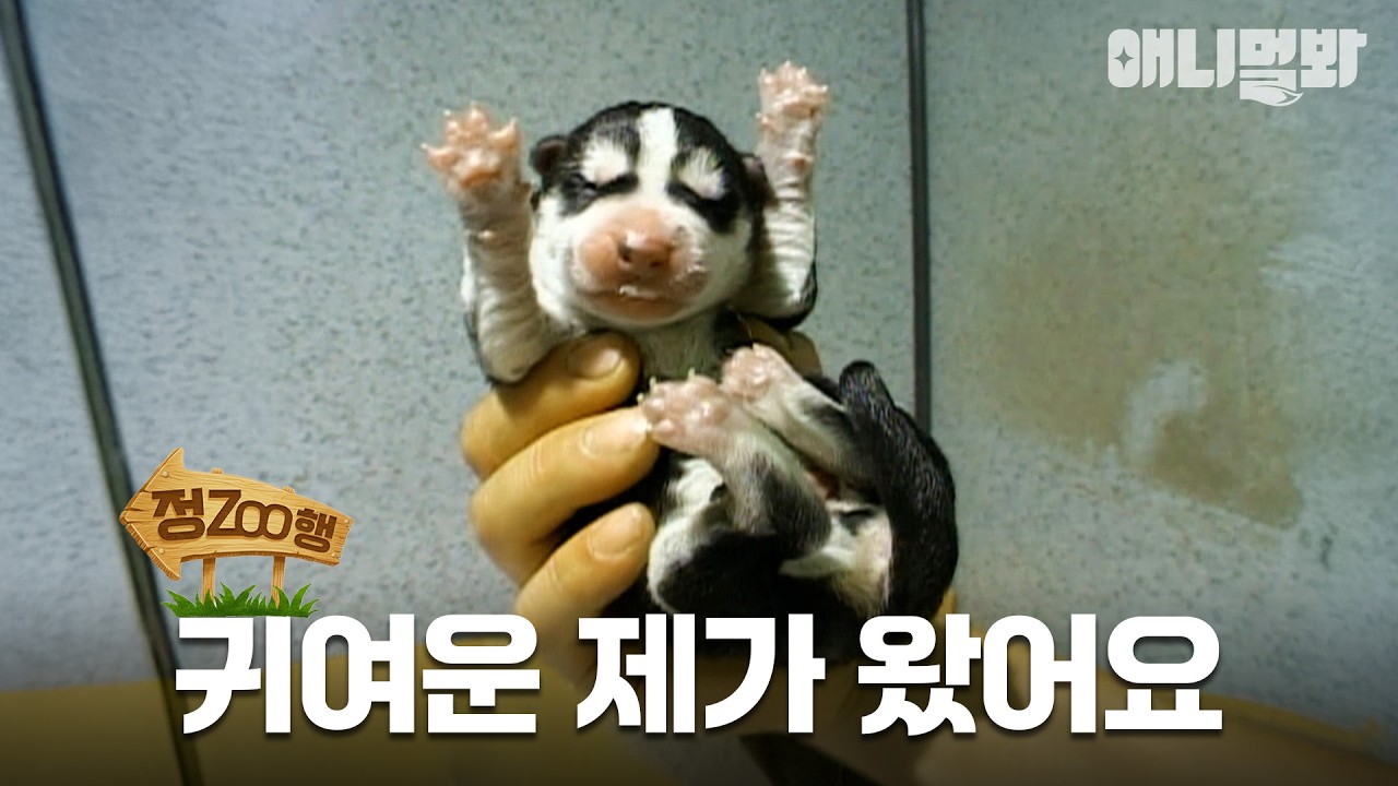 [#정ZOO행] 네가 무슨 눈썰매를 끌겠다고 | EP.11 #TV동물농장 #AnimalFarm #애니멀봐