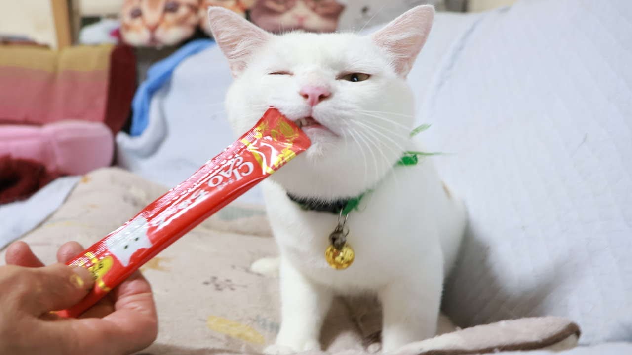 しらたまにちゅーる　251219