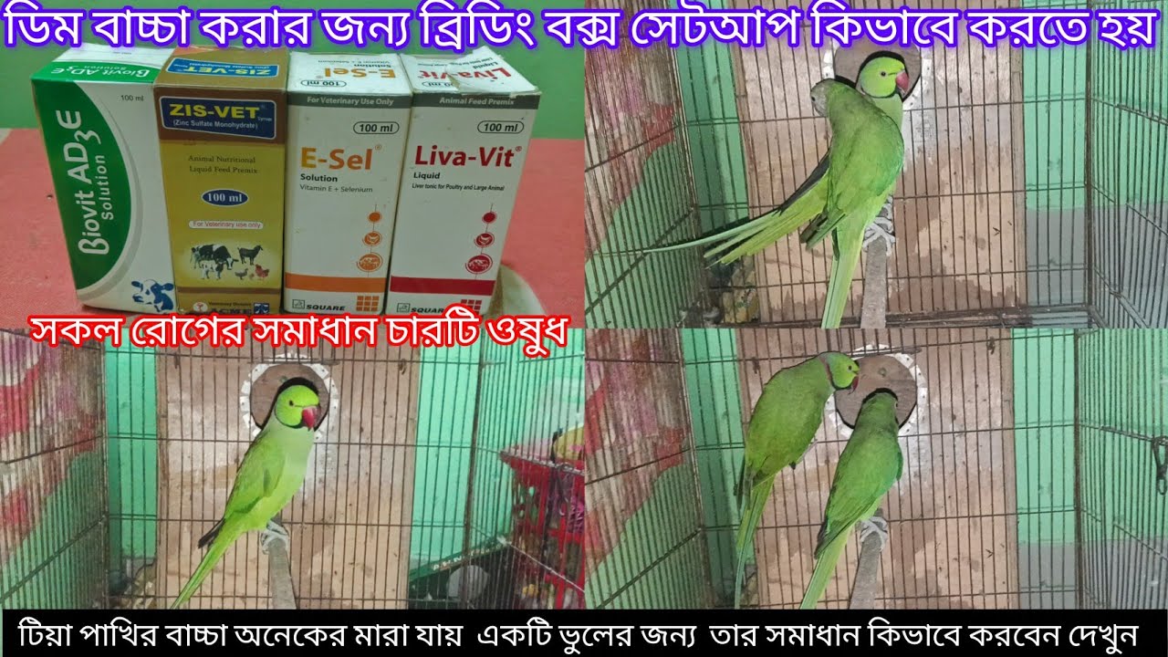 টিয়া পাখির ডিম বাচ্চা করার জ জন্য বক্সে কি সেটআপ করবেন৪টি ওষুধ খাওয়াইলে৫থেকে৬টি বাচ্চা পাওয়া যাবে