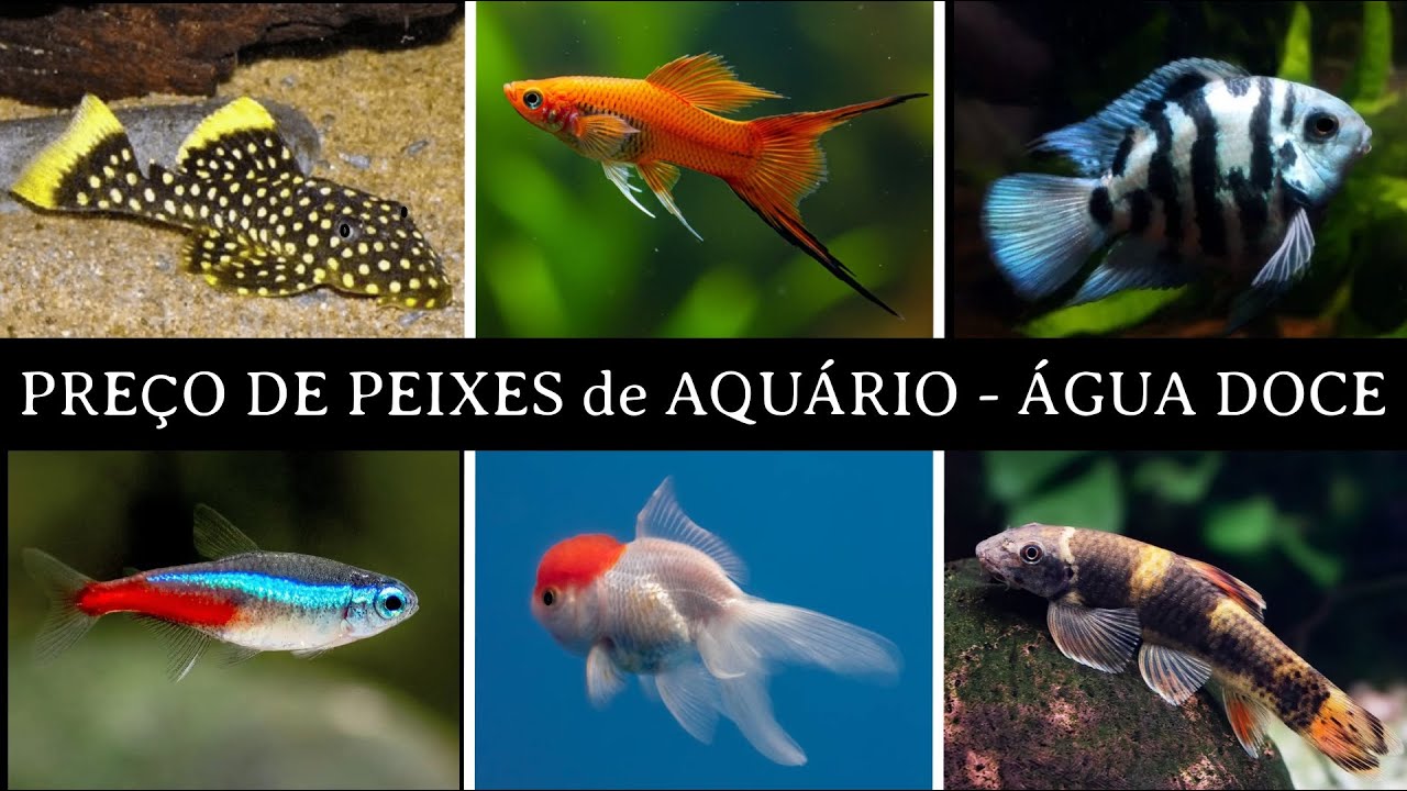 Preço de PEIXES de AQUÁRIO   - 