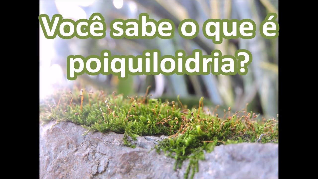 Bri&oacute;fitas: plantas poiquilo&iacute;dricas