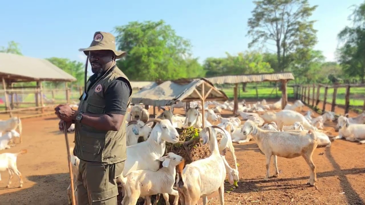 The best way of feeding animals ,goats for better performance  ( this is what farmers needs to know 
