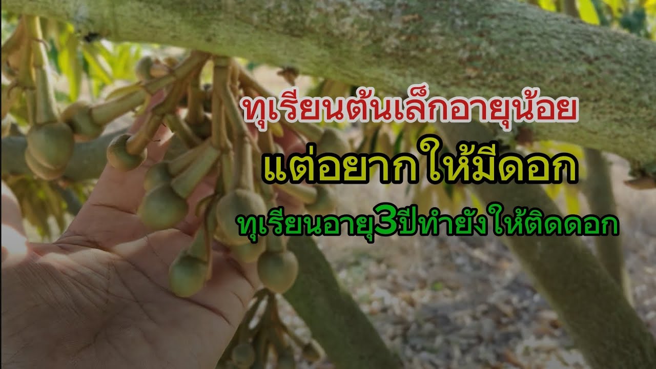 ทุเรียนเล็กหลังงดนํ้า เพื่อให้ออกดอก#ทุเรียนหมอนทอง #ทุเรียนเล็ก #durian