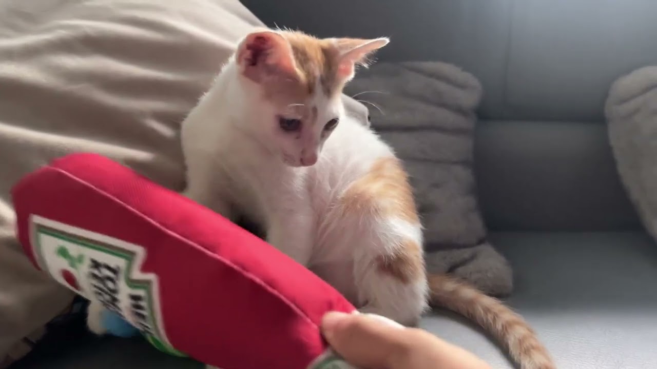This Kitten's Funniest Day Ever!