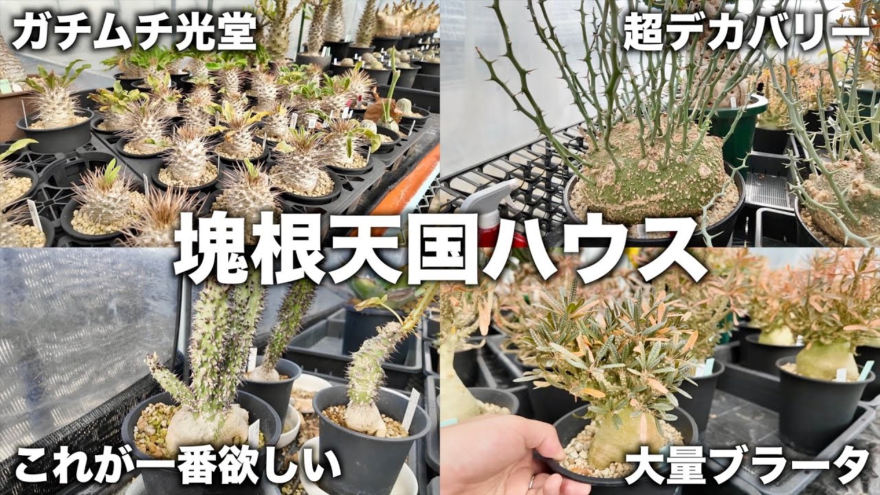 【サボテン塊根植物】レジェンド趣味家ハウスが最高に楽しい｜caudex｜cactus