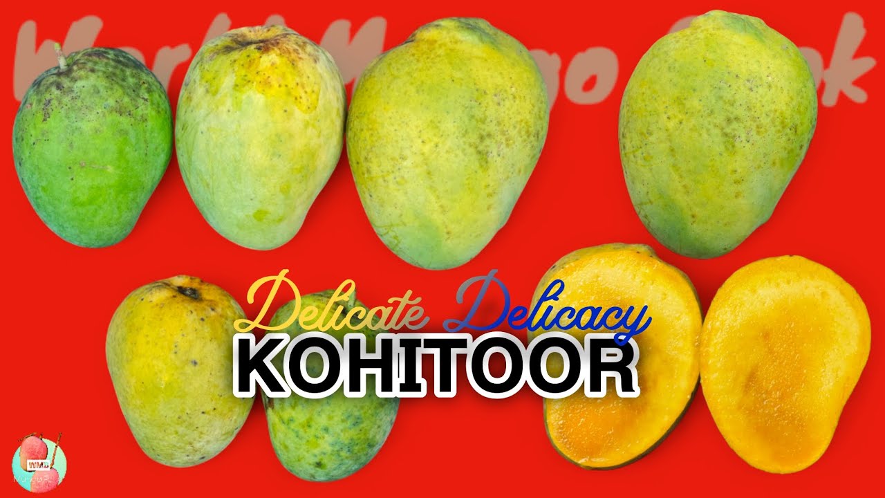 KOHITOOR -A Complete Review || Best From Murshidabad || My Top Choice || Most Expensive 🫰