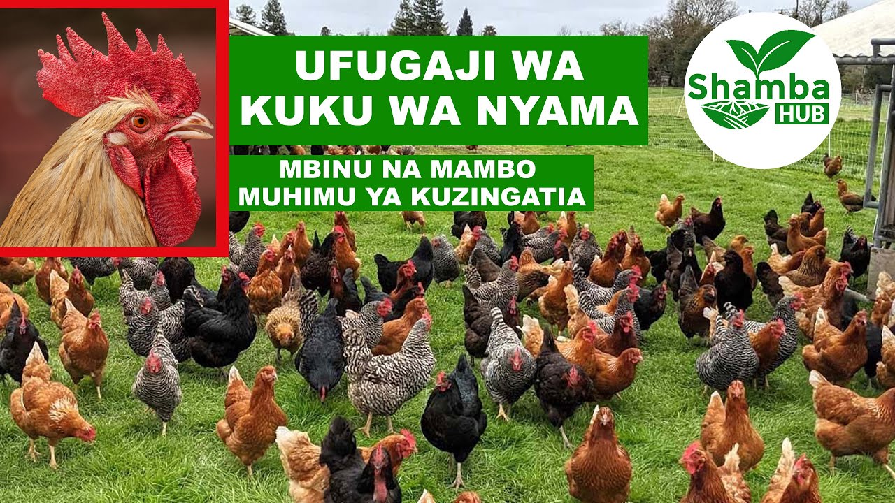UFUGAJI WA KUKU WA NYAMA FANYA HAYA UTAPATA FAIDA KUBWA
