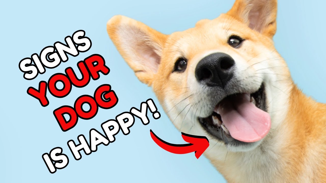 11 Signs Your Dog Is VERY HAPPY And HEALTHY!