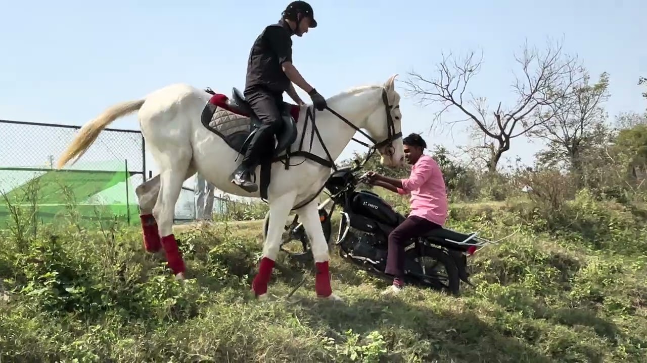 Off-roading horse vs bike ☠️🫨 | the real stunt #horse #race #offroad #bikestunt #horseracing 