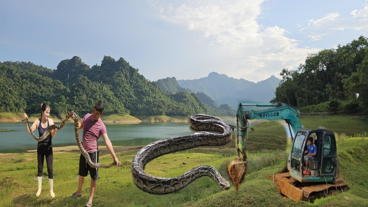 The evolutionary giant python has a special ability to attack humans very dangerously