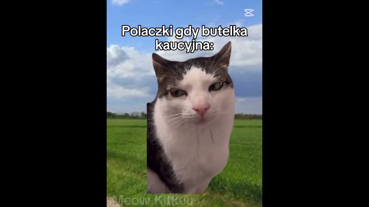 butelka kaucyjna 😹#śmieszne #cat #cat #funny #memes #memes #memy #funnycats #cute #trend