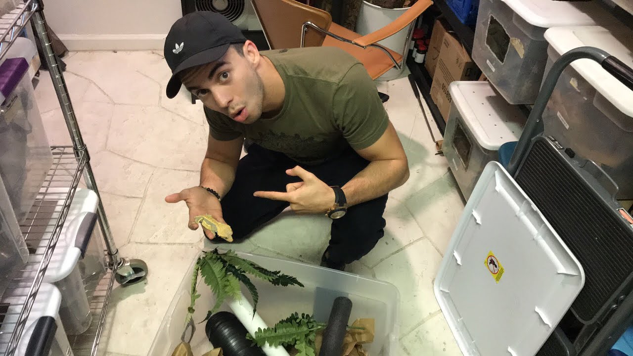Housing Crested Geckos in GROUPS! What to look out for.