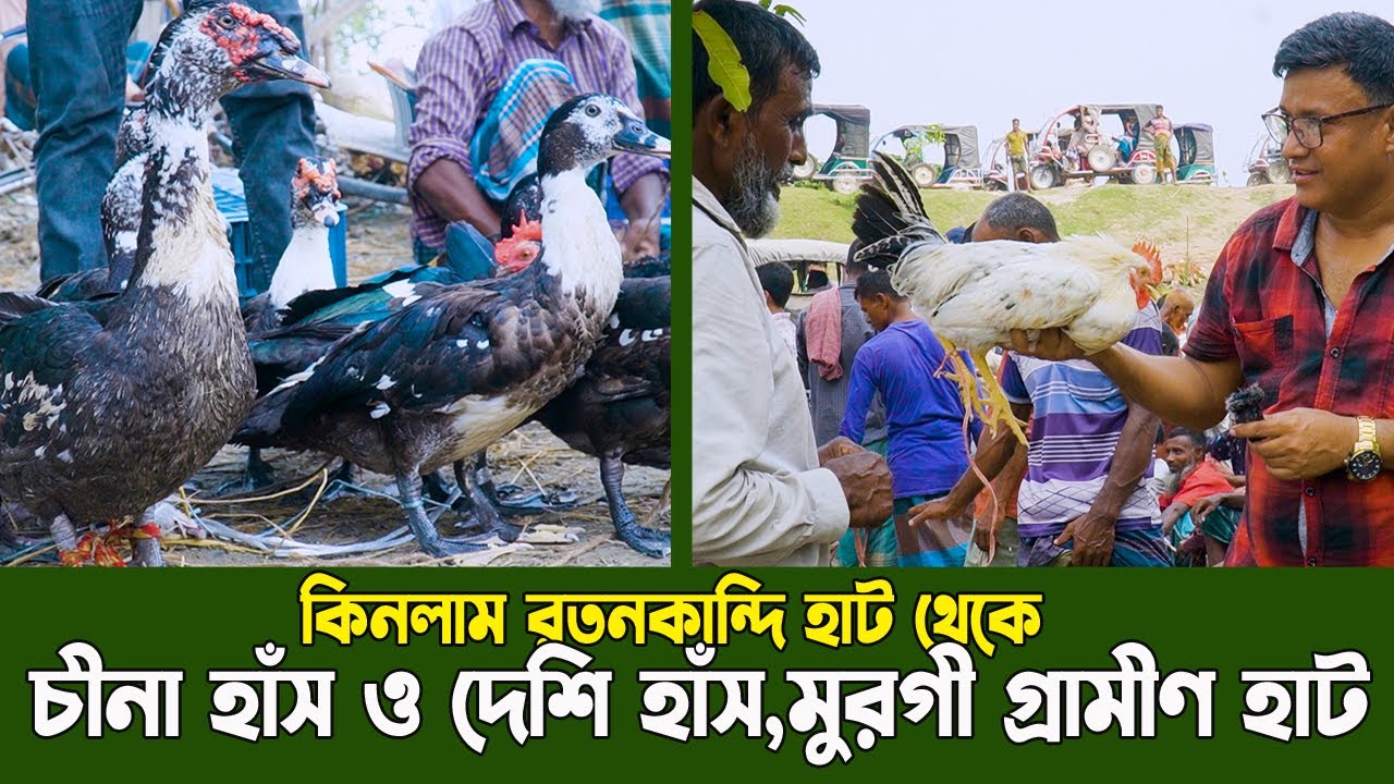 কিনলাম রতনকান্দি হাট থেকে চীনা হাঁস ও দেশি হাঁস, মুরগী। গ্রামীণ হাট বাজার। Chicken Duck Market
