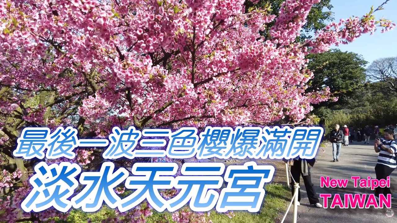 淡水天元宮最後一波三色櫻爆滿開 🌸 淡水櫻花｜天元宮賞櫻｜新北景點 Cherry Blossom Walk Vlog 🌸✨ #淡水櫻花 #天元宮 #新北景點 #CherryBlossom