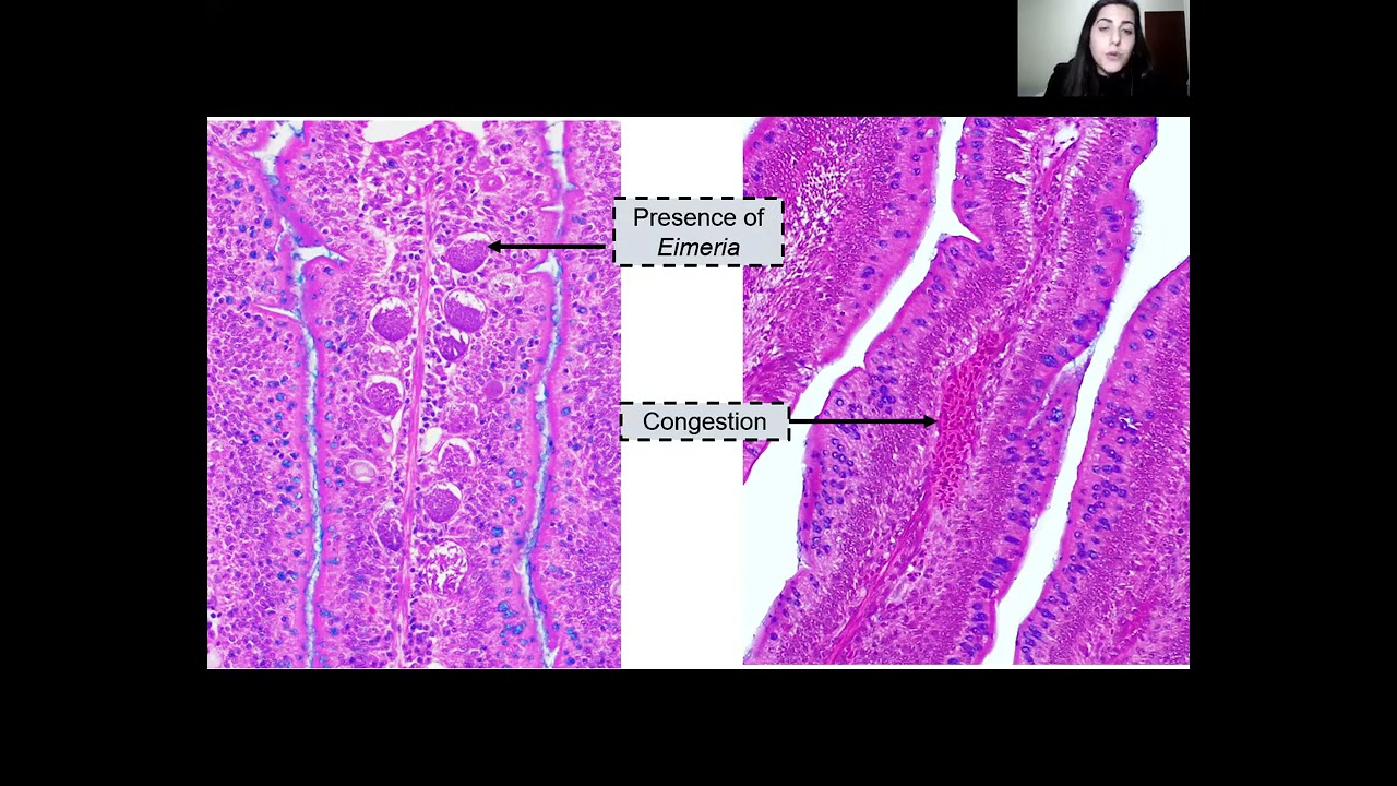 Effect of diet supplementation of essential oil and organic acid alone or combination in broiler