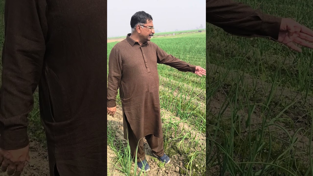 🧅 Farm Work Day 🌱 | Weeding 5 Onion Varieties 💚 #farming #shortsvideo #shorts