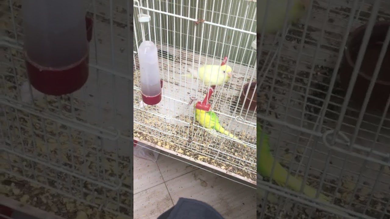 اكل و شكل العصفور 🕊🕊🕊