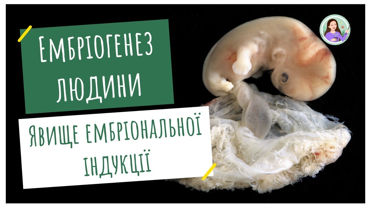 Ембріональний розвиток людини. Явище ембріональної індукції