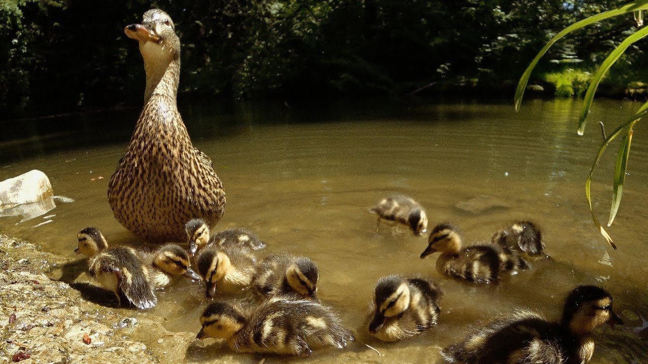 Mama Duck Protecting Ducklings Calling Sounds