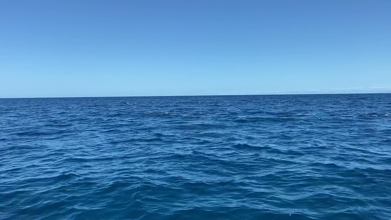 Dolphins in Hawaii