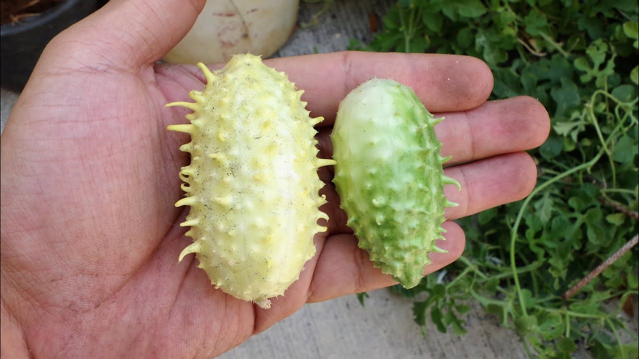 Cucumis anguria, pepinillo, pepino del monte, pepino silvestre