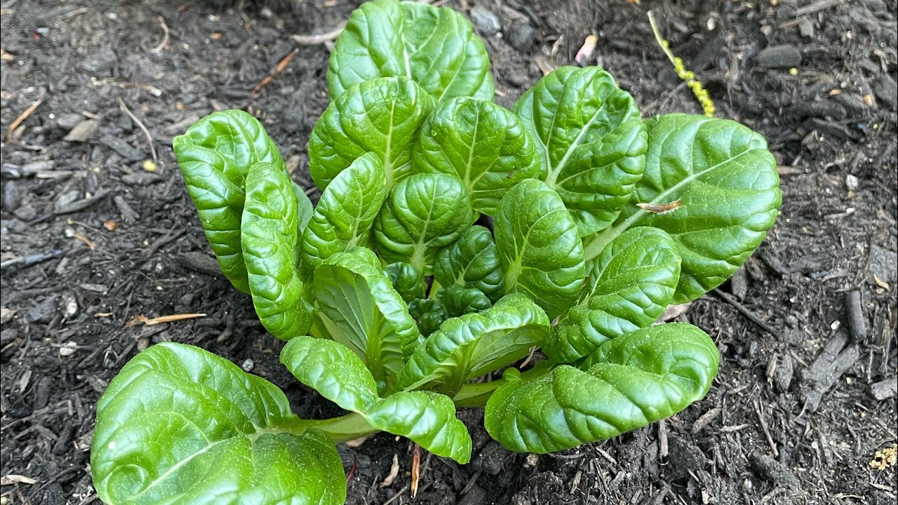 【购】为什么选择种植袋来种菜？