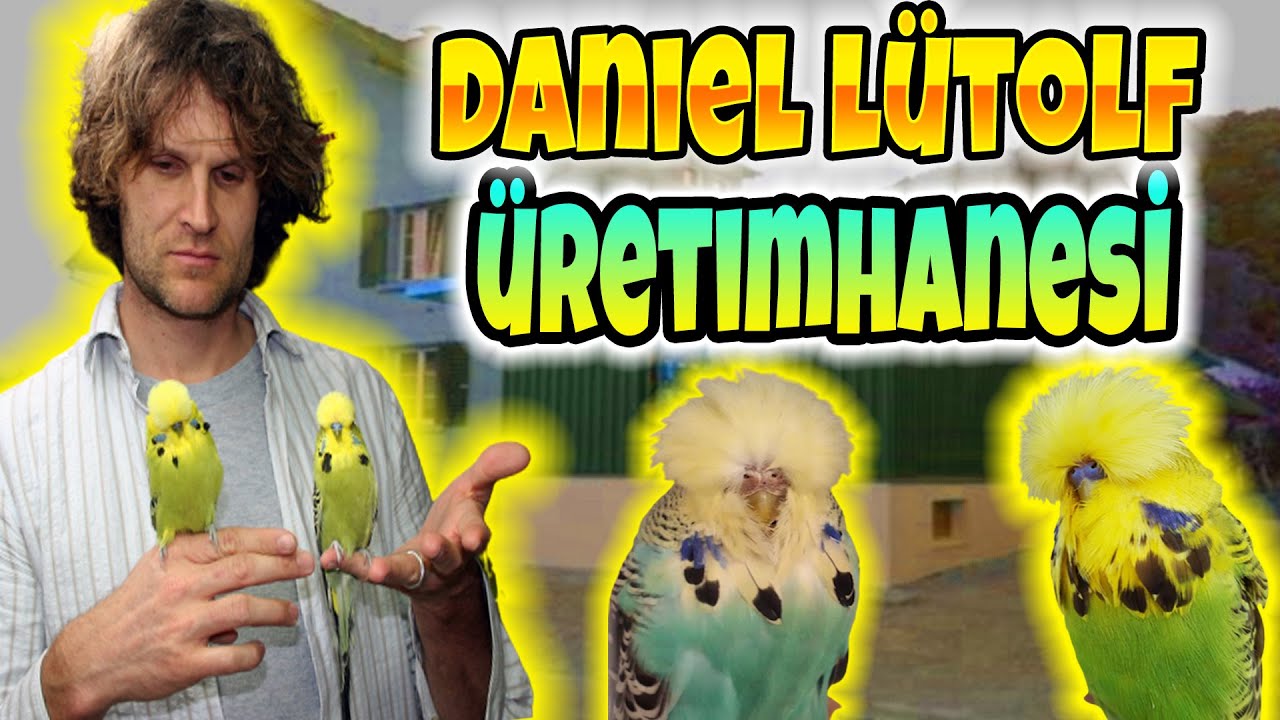 ÜNLÜ ÜRETİCİNİN ÜRETİMHANESİ VE ŞAMPİYON KUŞLARI ! SHOW MUHABBET KUŞU