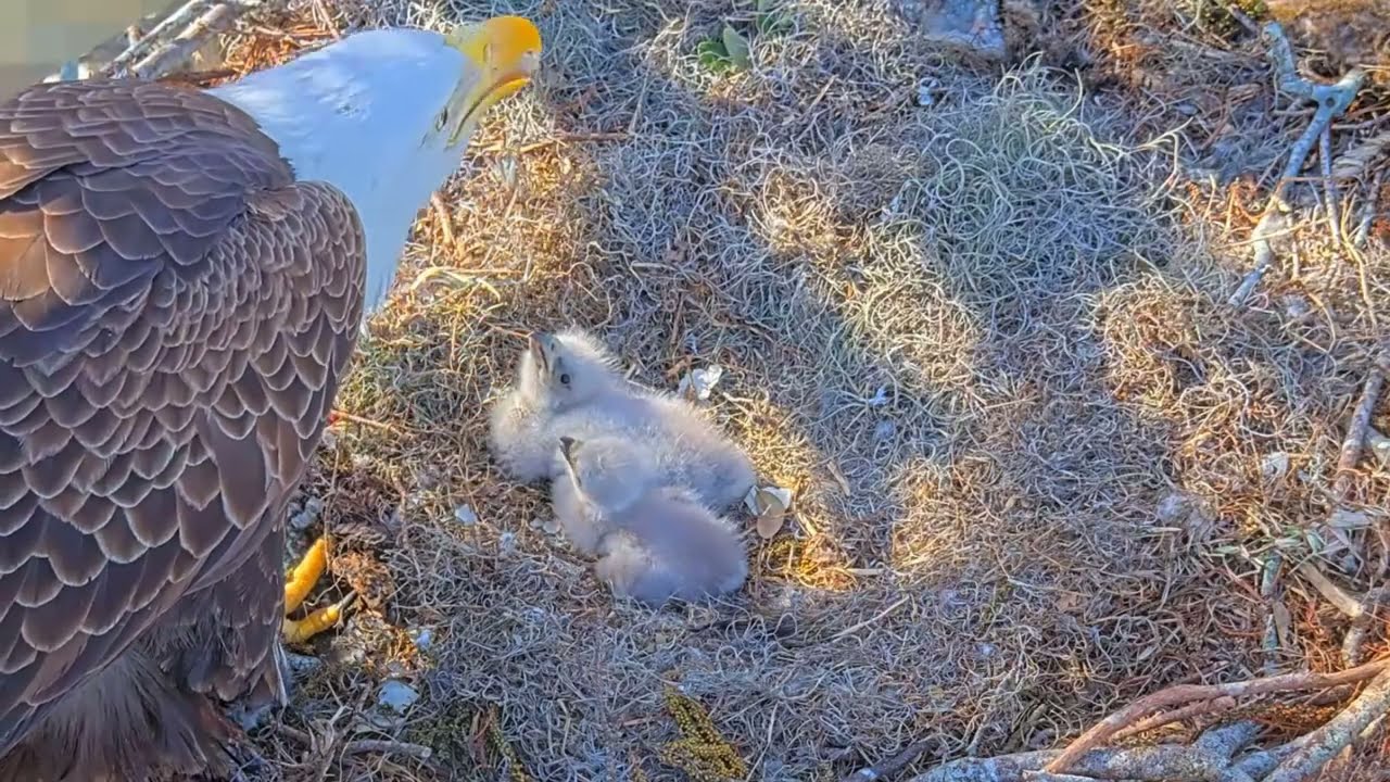 #baldeagle S03#P08 Review birds in nest with nature #birdslovers #birdsounds #birdsnest