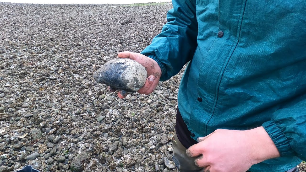 Hunting For Clams on the Oregon Coast (lots of clams!) #clamming, #howtoclam, #outdoors