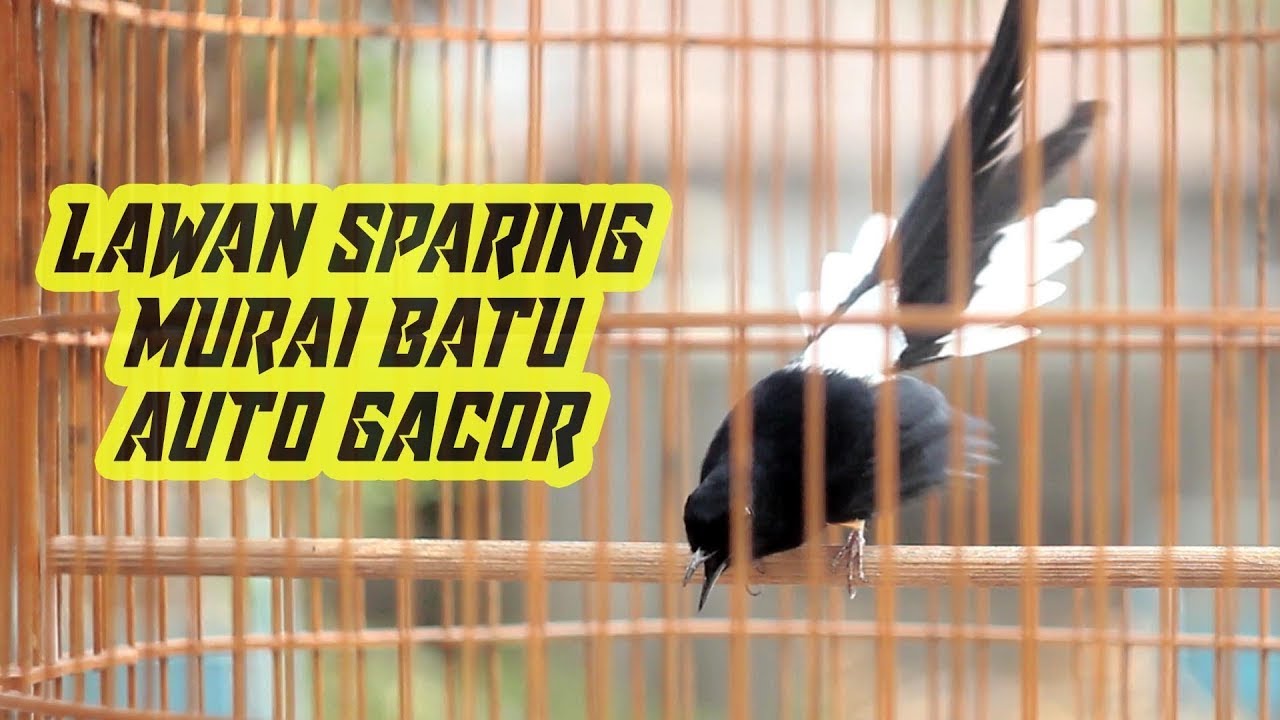 Pancingan Murai Batu Macet Bunyi