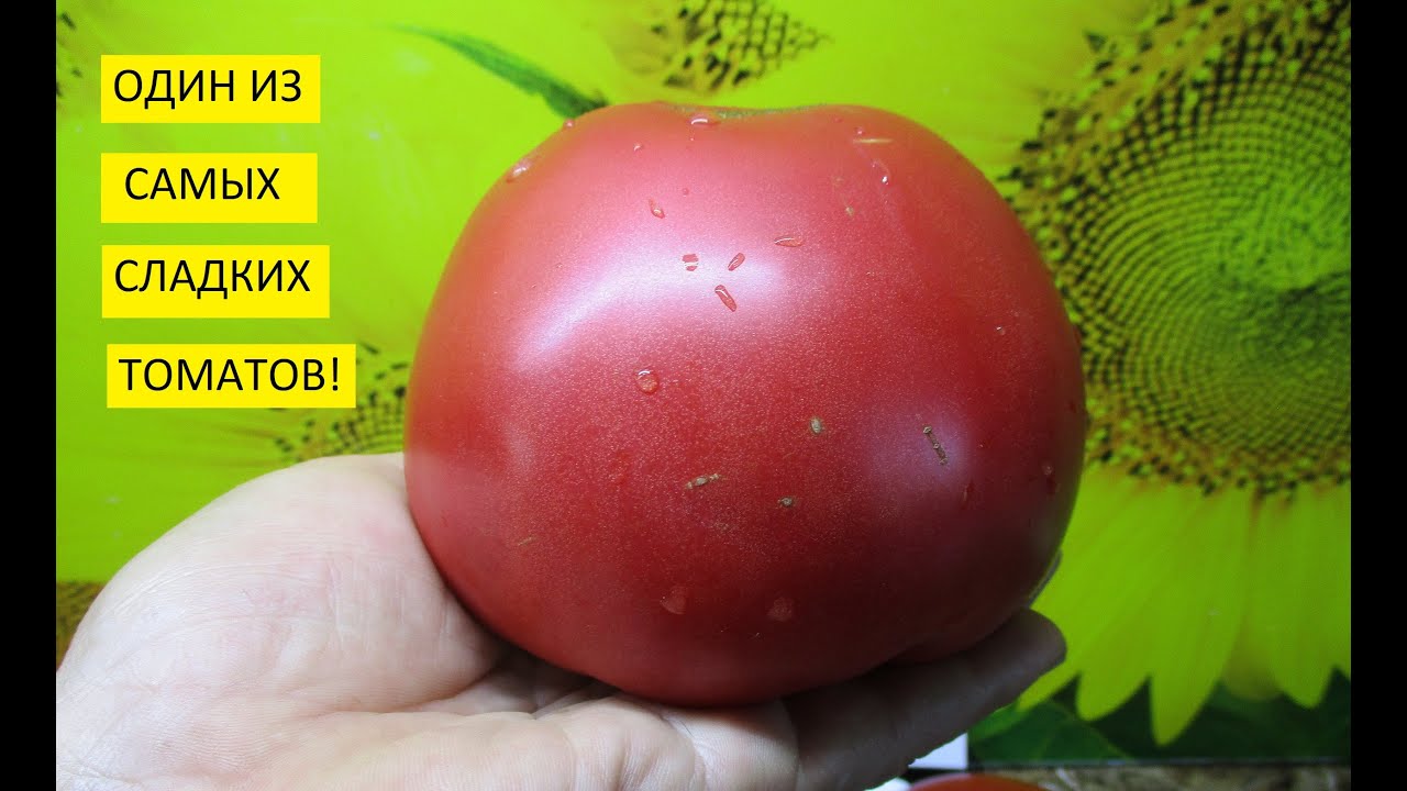 Очень Сладкий Томат Розовый Мед! Он Поразил Меня Своим Вкусом! Дегустация Томата Розовый Мед.