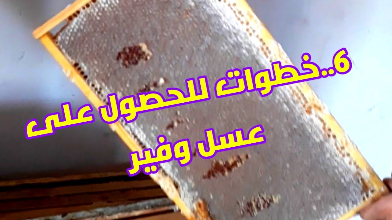 كيف أحصل على عسل بكميات كبيره// ٢٠٢٤