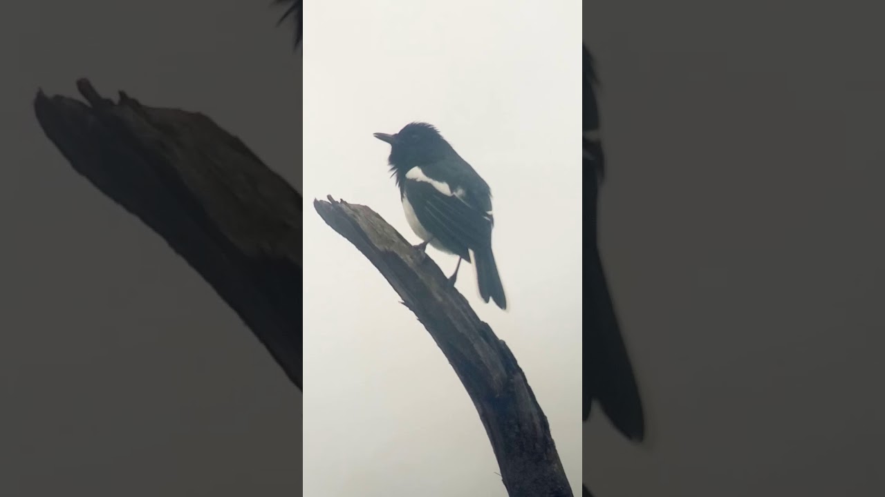 Oriental Magpie Robin at Bharatpur Bird Sanctuary, Keoladeo National Park, Rajasthan