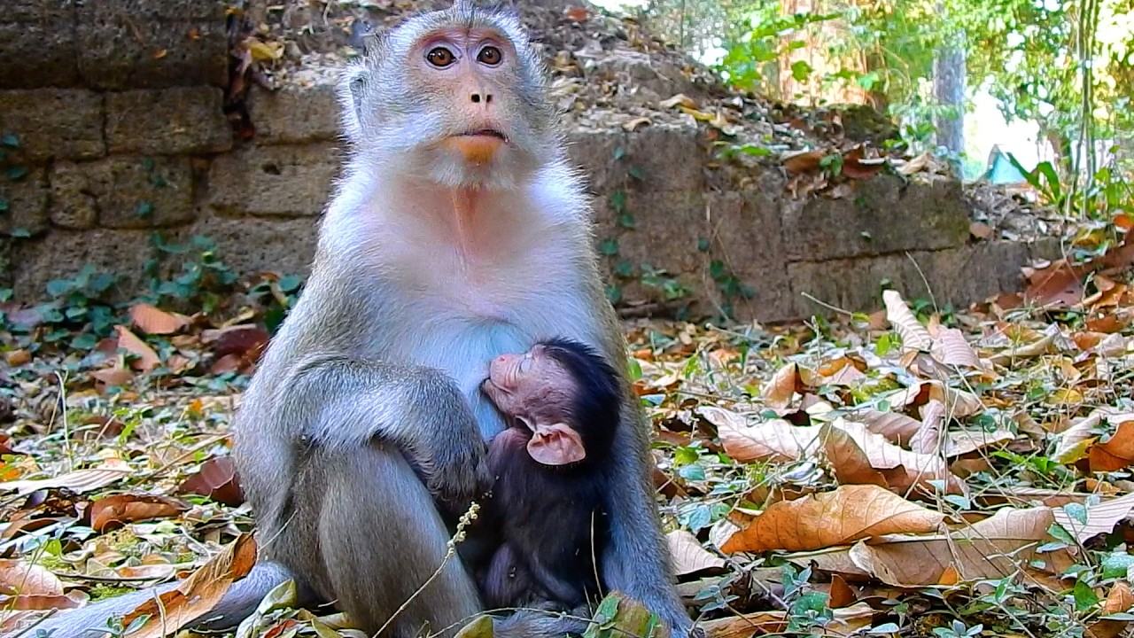 Never Seen! Monkey Anna Sits Quietly While Cute Tiny Baby AMINA Drinking Milk | @IShowMonkeyTV