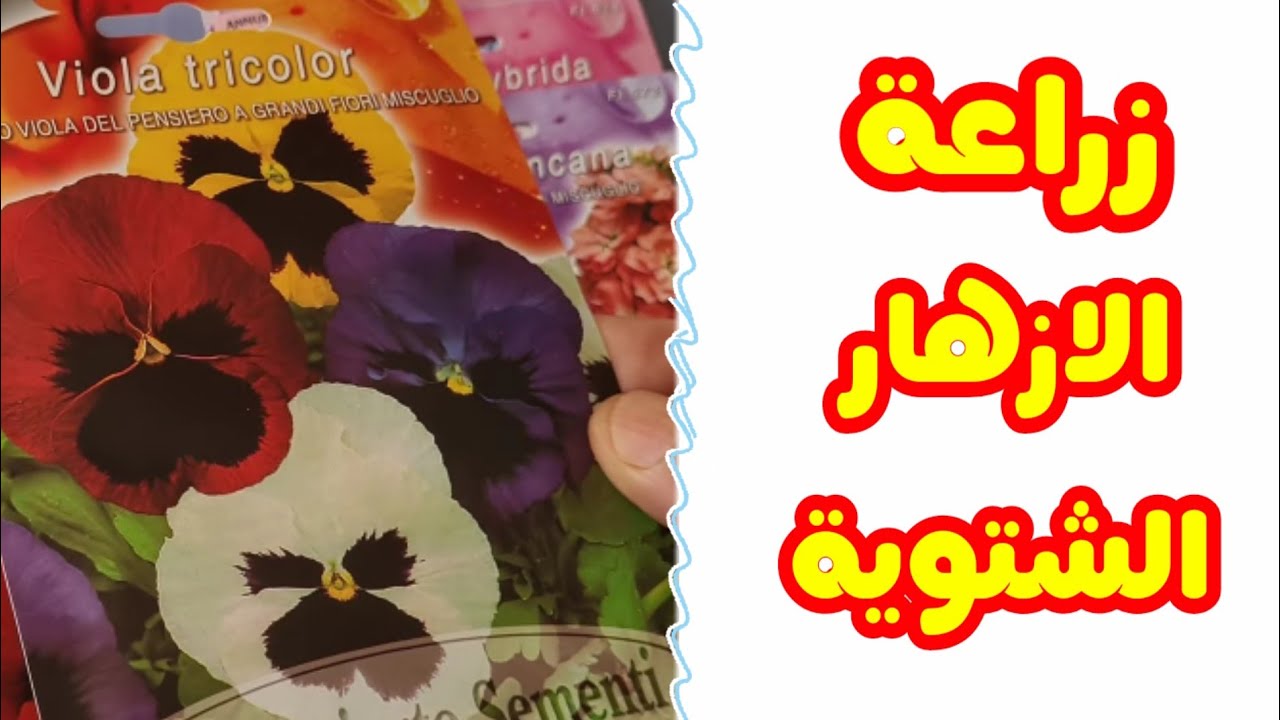 فرصة؟ ازرع الان أزهار الشتاء🌹ماذا تنتظر إزرع الان الحوليات الشتوية