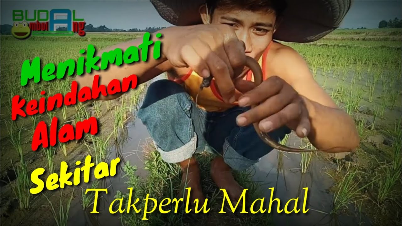 Mengeksporasi Belut-Belut rawa di alam sekitar kita..