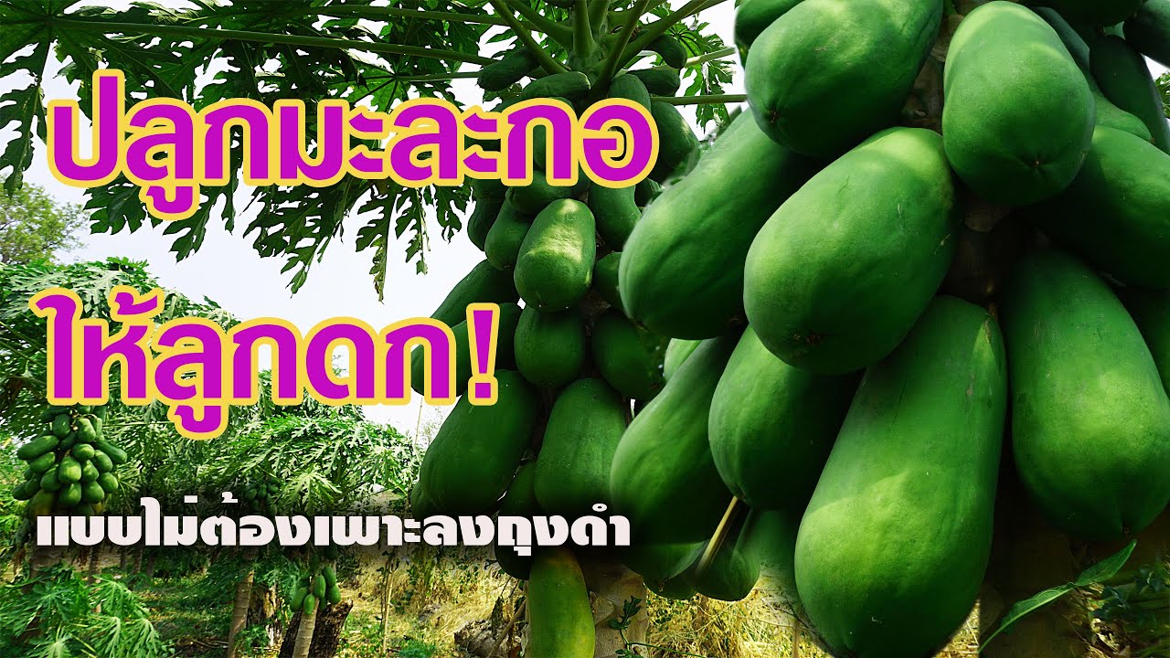 ปลูกมะละกอให้ติดลูกดกและโตไวอย่างง่ายๆ ไม่ต้องใส่ถุงเพาะชำ