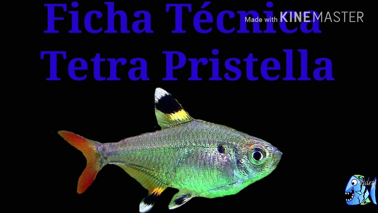 Ficha Técnica Tetra pristella (Pristella maxillaris)